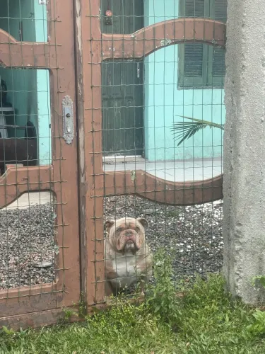 American bully macho