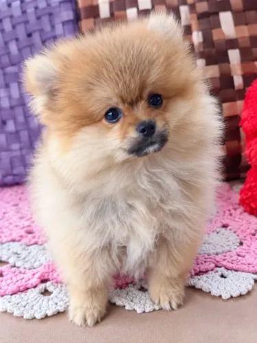 Filhote Spitz Alemão Anão Fêmea - Lulu da Pomerania