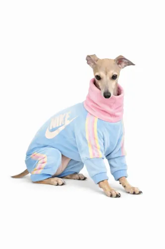 Femea ( procuro macho para acasalar) Italian greyhound 