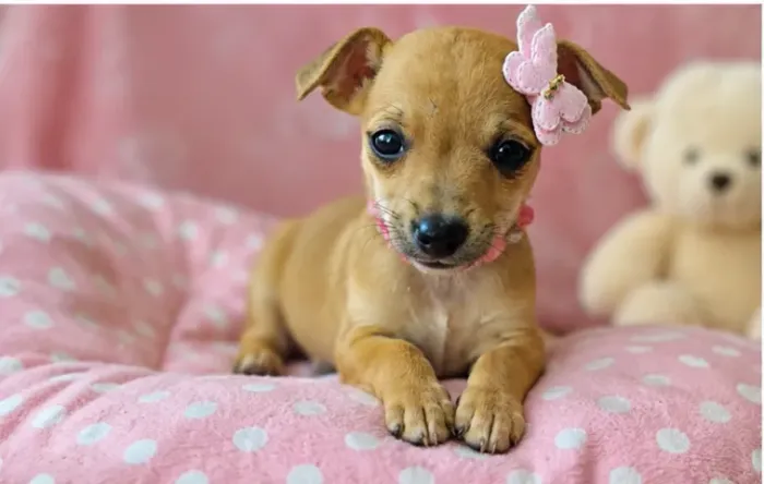 Bebezinho Pinscher/Pincher/Pinsher/Pintier brincalhões, atentos e amorosos