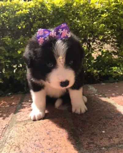 ? Ninhada de Border Collie Disponível | Consulte Agora