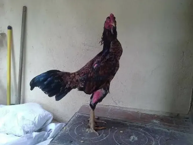 Galo pena redonda 