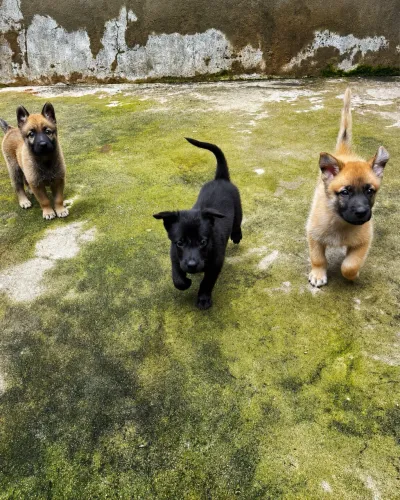 Pastor belga malinois 