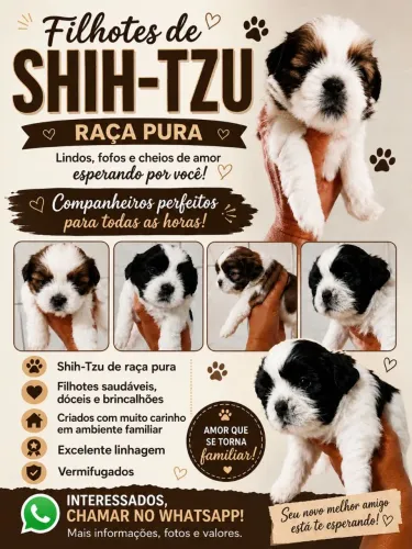 Filhotes de Shih Tzu à venda!