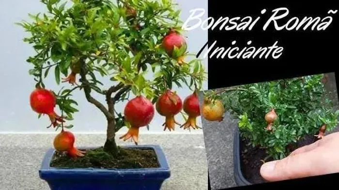MUDA RARA DE ROMÃ GIGANTE DE GENÉTICA PRECOCE 