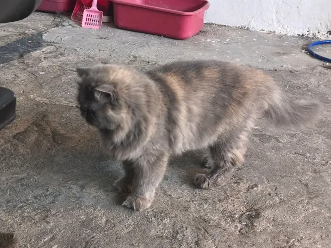 Gata persa para vender rápido 