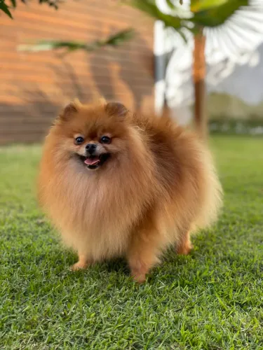 Fêmea Spitz alemão 