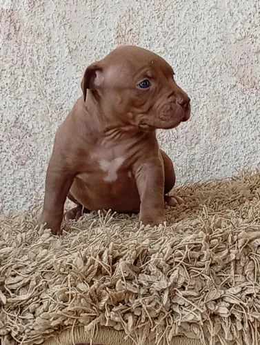 Brasilian Bull macho disponível  p busca hj 