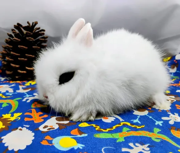 Mini Coelhos c/30 dias Nether, Lop e Lion 
