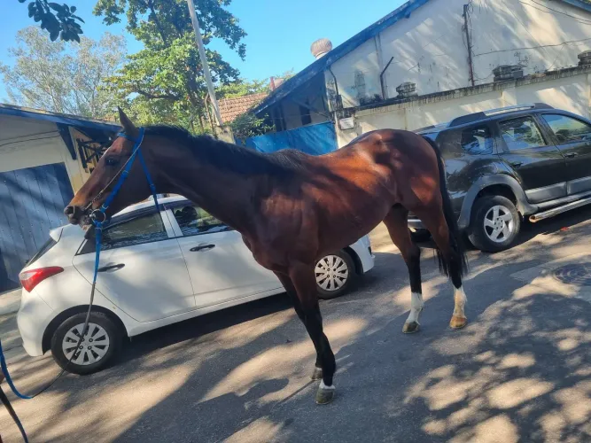 Cavalo lindo demais muito manço pra lazer e reprodução