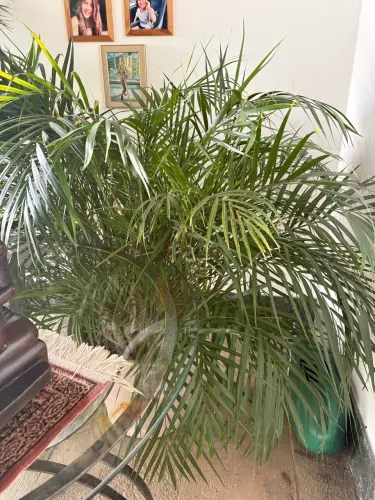 02 palmeiras grandes