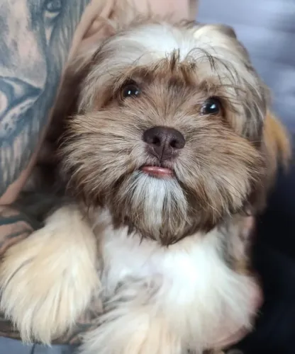 Cachorro Shitzu