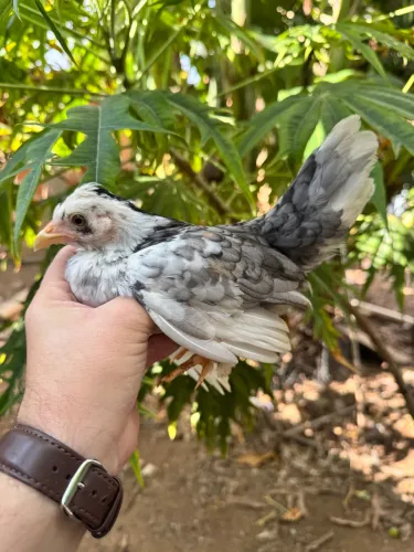 Mini garnize