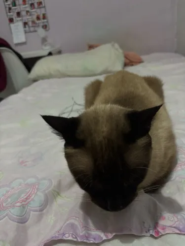 Doação de gato adulto