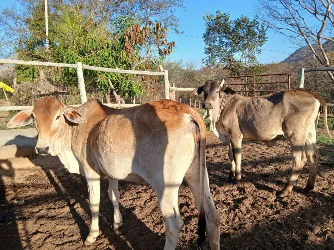 Vendo duas lindas bezerras de  8 meses