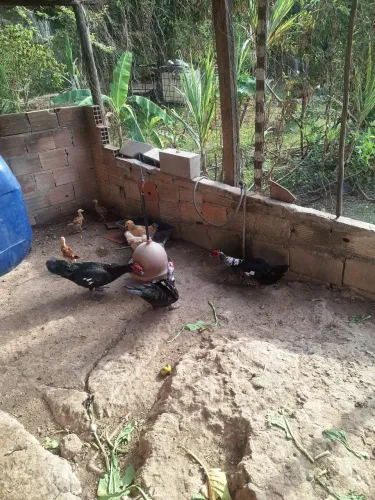 Patos machos novos