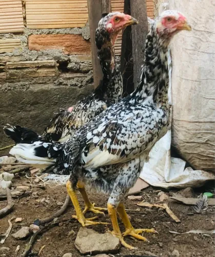 Vende se 2 franga índio gigante