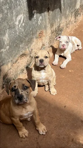 Cachorro a venda 