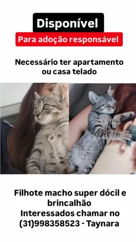 Gatinho macho disponível para adoção 