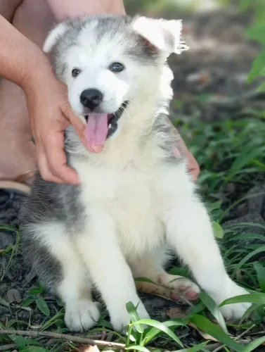 Filhotes de Husky siberiano