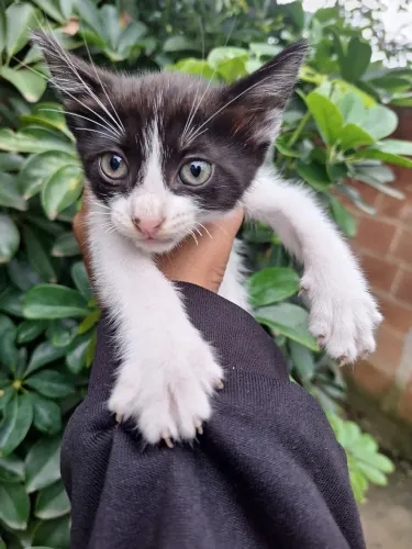 Gatinhos filhotes para adoção 