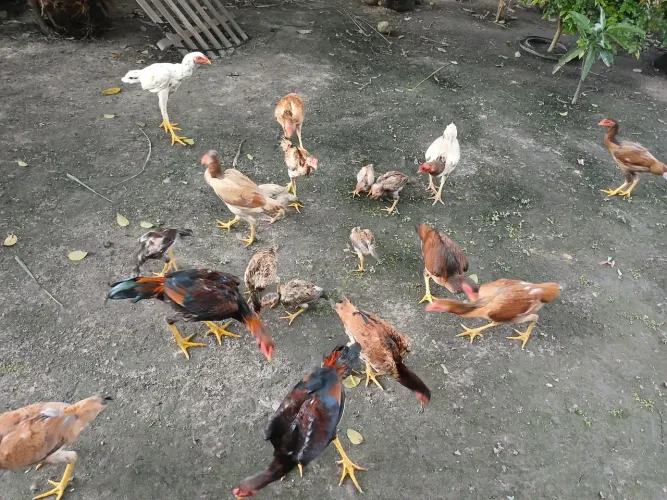 Frangas é frangos moura