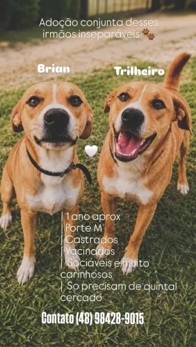 Adoção conjunta de irmãos inseparáveis!!!