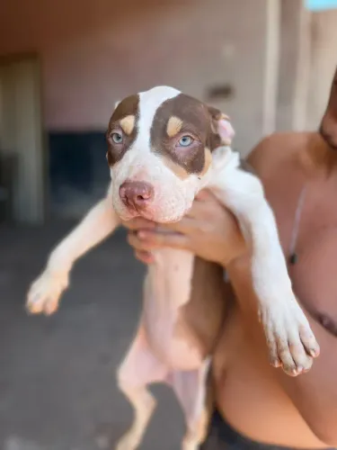 Pit monster