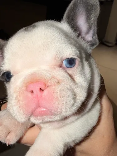 Filhote buldogue francês c pedigree