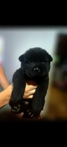 Filhotes de chow chow