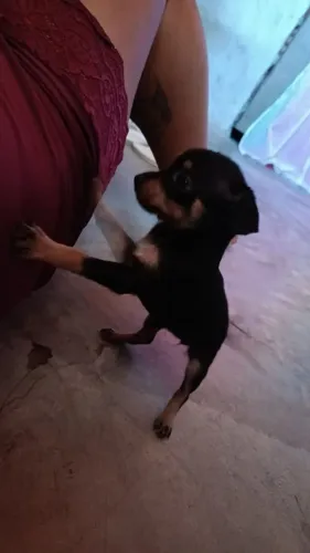 Vendo filhote de pincher fêmea