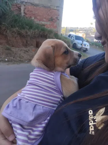 Doação de cachorrinha 2 meses