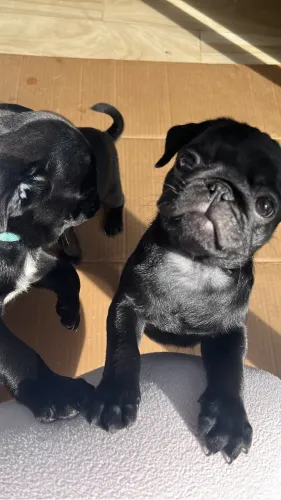 Filhotes de PUG disponíveis 