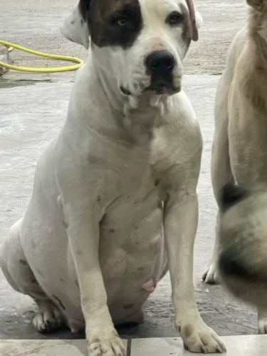 Vendo cachorro pit bull mãe pit bul o pai é akita 