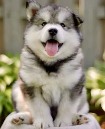 Filhotes de Husky Siberiano | Seu melhor amigo pode estar aqui.