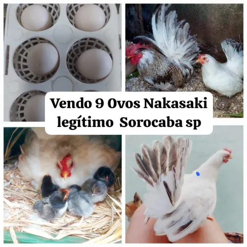 9 ovos nakasaki legítimo 