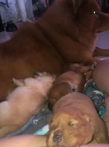 Vende se Chow Chow 