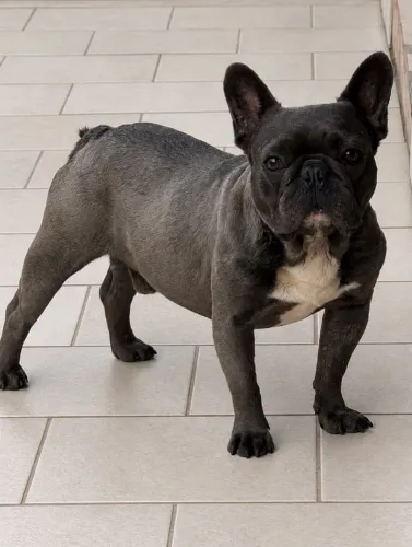 Bulldog macho cobertura