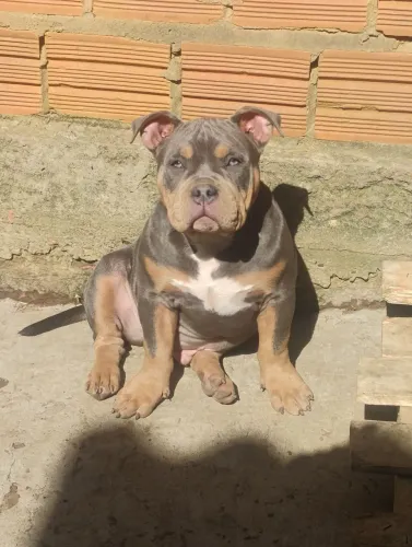 Filhote de American Bully 