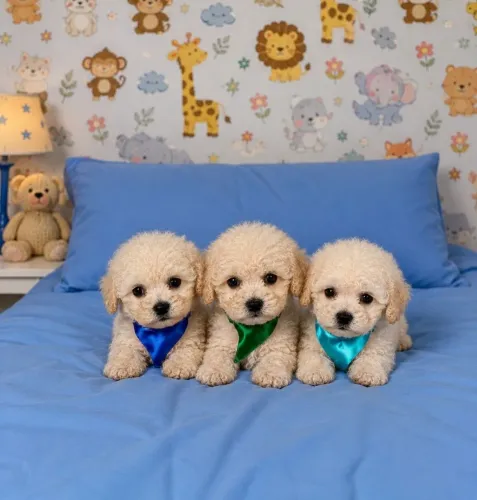 POODLE TOYS : MANHOSOS