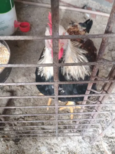 Vendo galo Brahma e Rod Island novos 4 meses pesados 