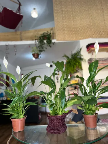 Plantas