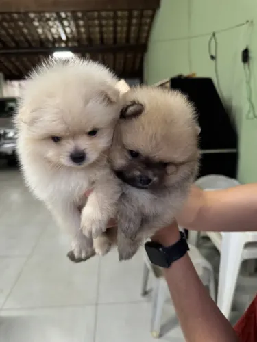 Lulu da pomerania anão macho e fêmea 100% legítimos com pedigree 