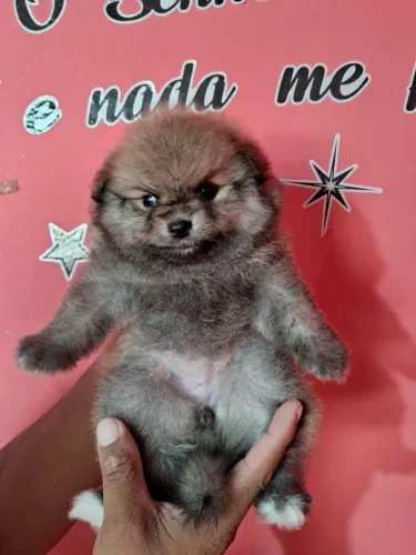 Filhote Spitz Alemão, Leve para casa uma explosão de alegria e diversão!