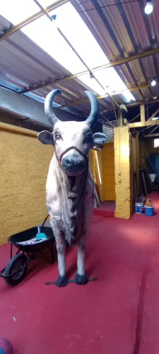 Vendo Boi de fibra de vidro precisa de reforma