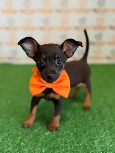 Pinscher macho
