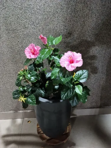 Hibisco Rosa