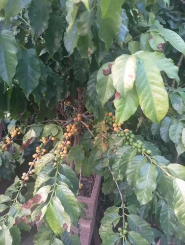 Pé de café Catuaí amarelo no vaso