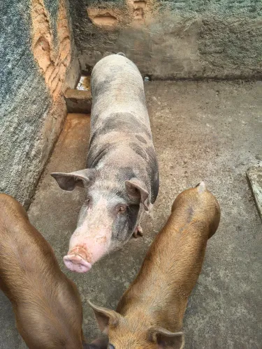 Vendo porquinha nova,2 cria,porca tanto é boa para criatório quanto para consumo