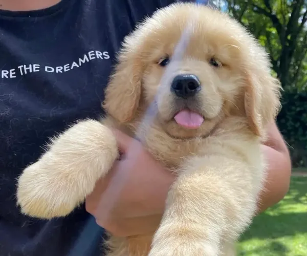 Golden Retriever Para Sua Família